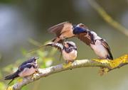 Rauchschwalbe - Barn Swallow  (Hirundo rustica)